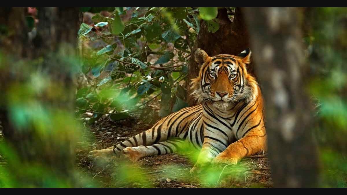 Golden Triangle Tour With Ranthambore